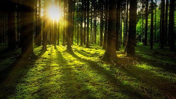 Map of drought-vulnerable forests created by scientists
